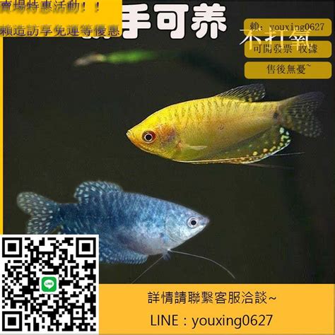 氧氣珠養魚|這六種觀賞魚不用加氧泵也能養好，你知道是哪六種。